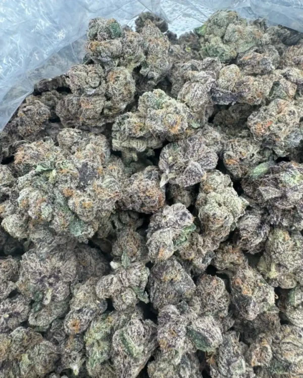 Rainbow delight (exotics)